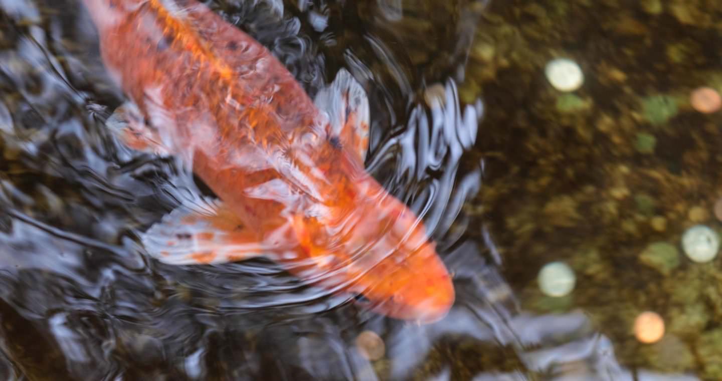 Koi fish
