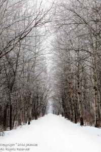 Frosty Morning on the Wiouwash Trail