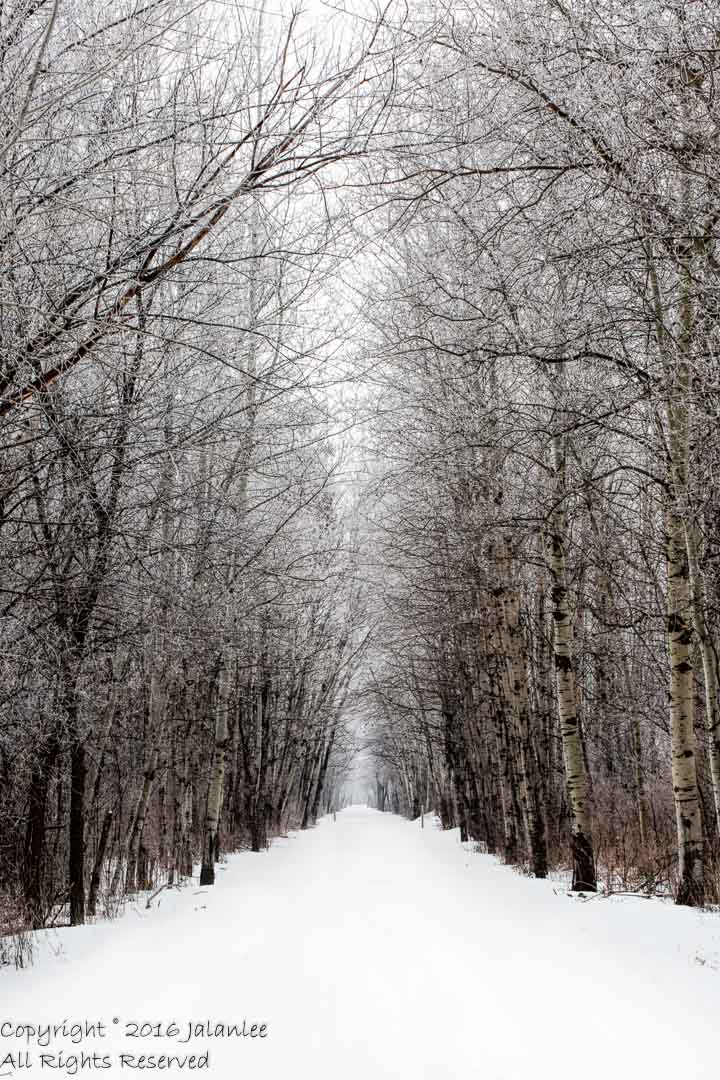 Frosty Morning on the Wiouwash Trail