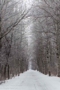 Winter Road