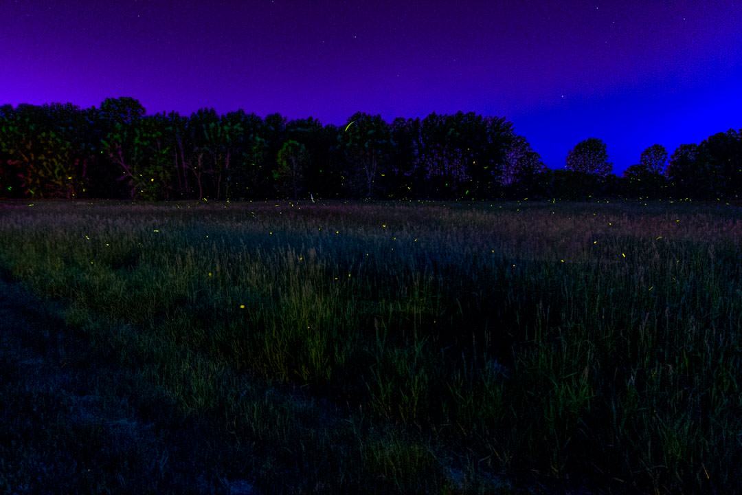 Fireflies on a Summer Night