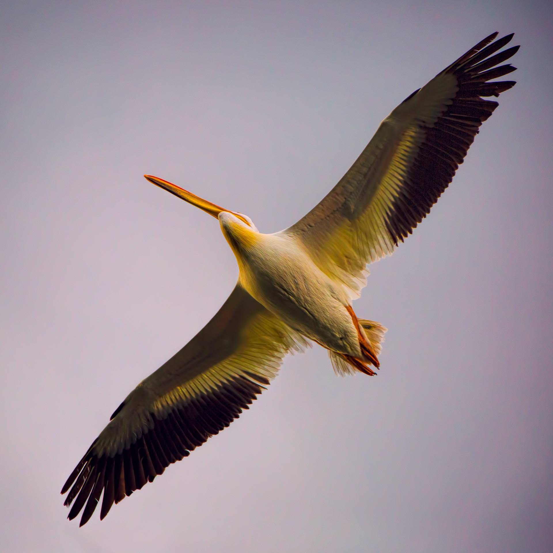 Pelican at Sunset