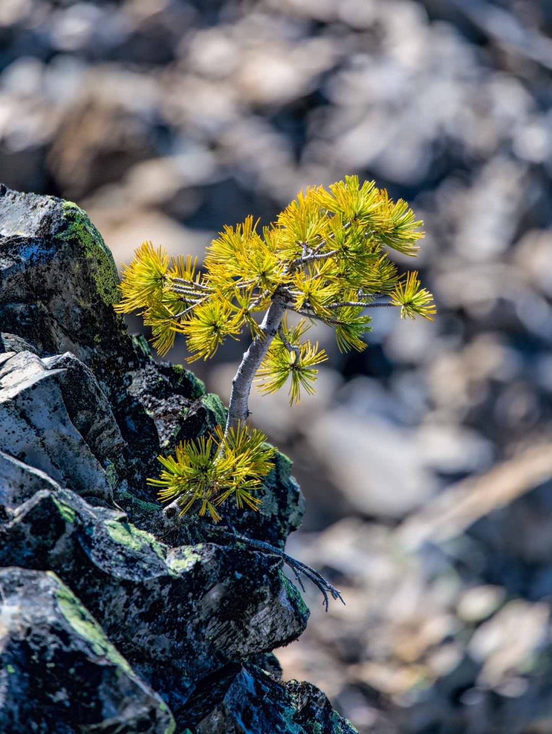 A tiny pine tree clings to rocks in a lava field
