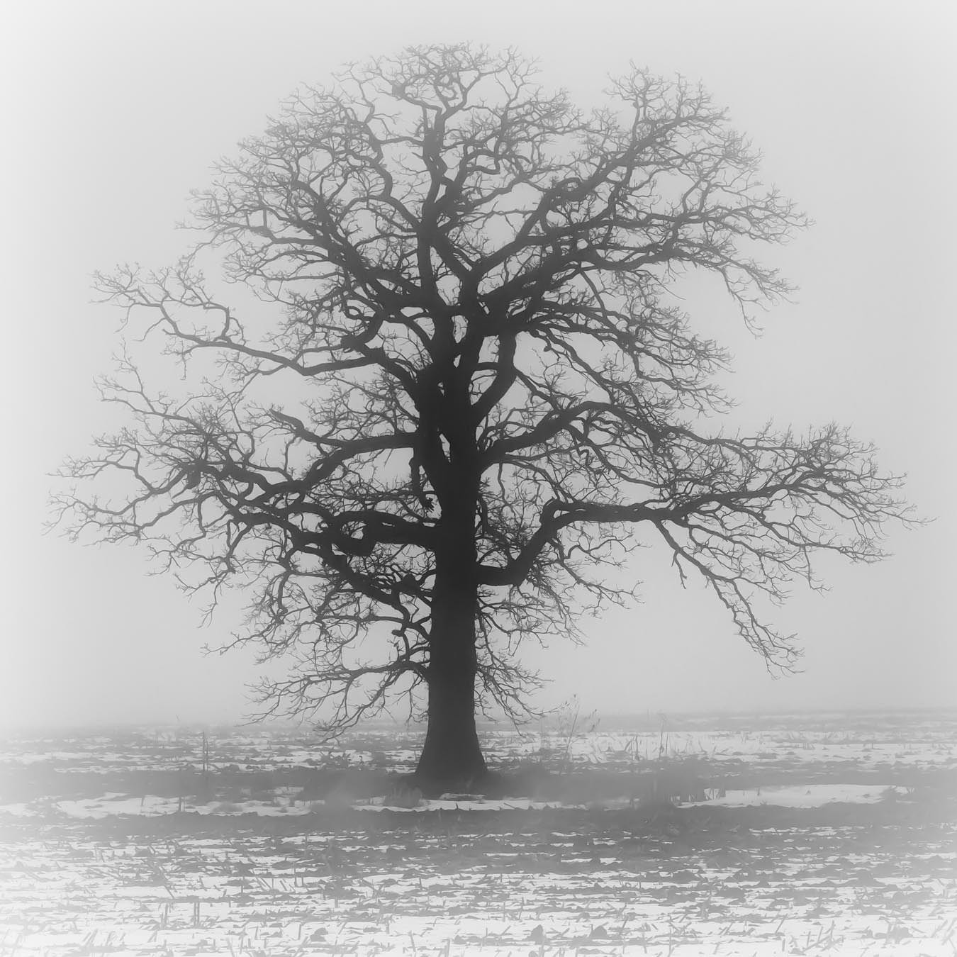 fog shrouded oak tree in winter
