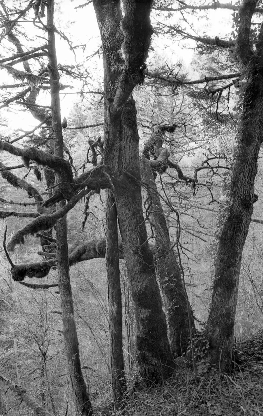 tree in Oregon black and white film 35mm
