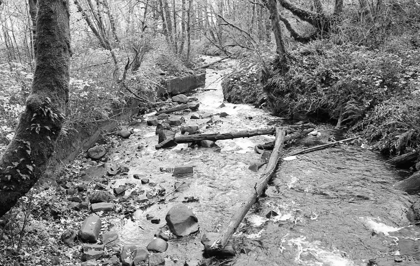Oregon creek black and white film 35mm